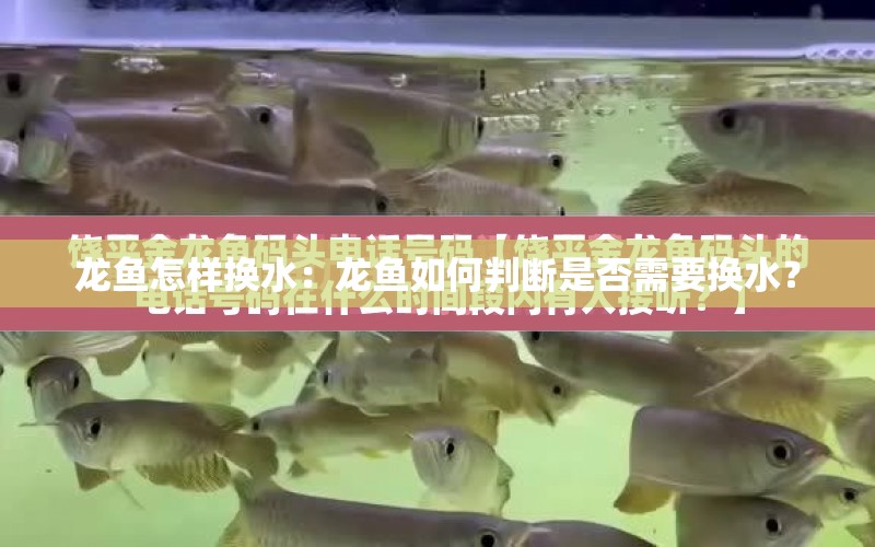 龍魚怎樣換水：龍魚如何判斷是否需要換水？ 水族問(wèn)答