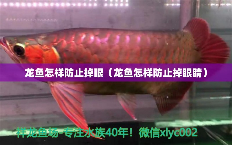 龍魚怎樣防止掉眼（龍魚怎樣防止掉眼睛） 廣州龍魚批發(fā)市場(chǎng)