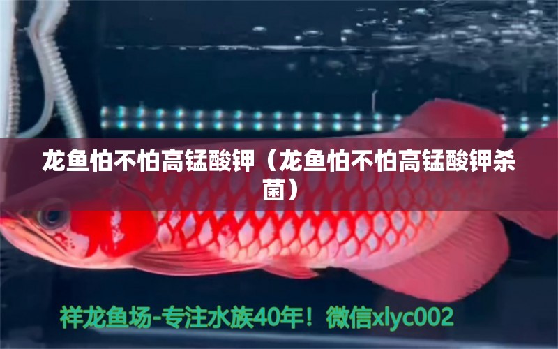 龍魚怕不怕高錳酸鉀（龍魚怕不怕高錳酸鉀殺菌）