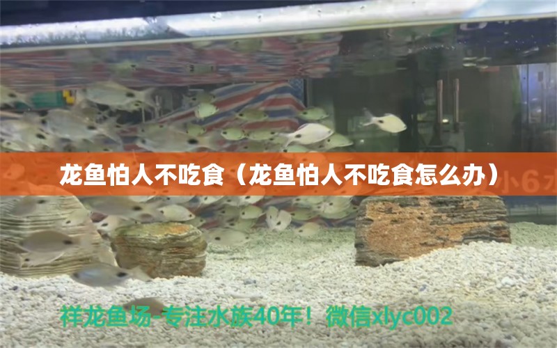 龍魚怕人不吃食（龍魚怕人不吃食怎么辦）