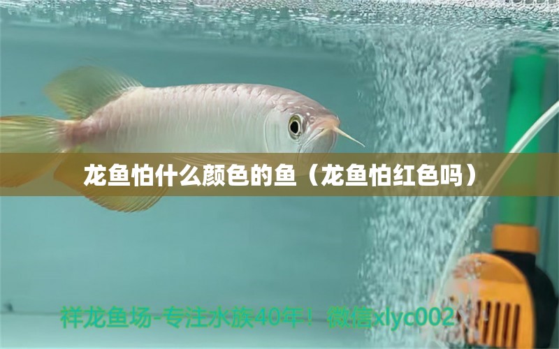 龍魚怕什么顏色的魚（龍魚怕紅色嗎）