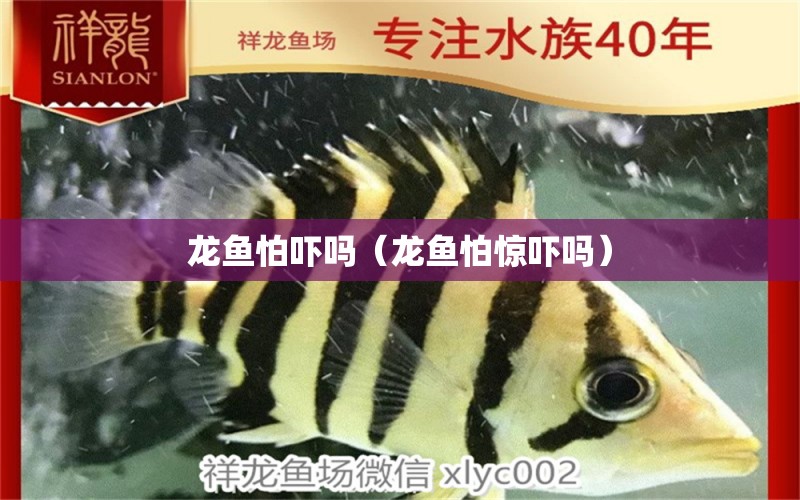 龍魚怕嚇嗎（龍魚怕驚嚇嗎）