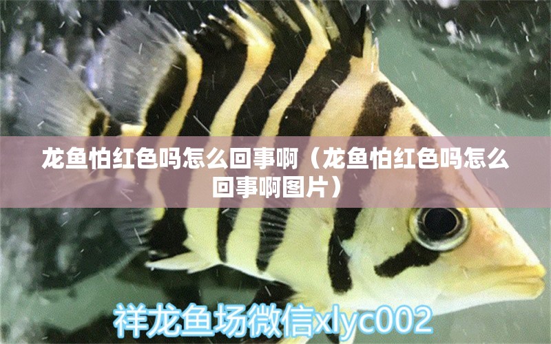 龍魚(yú)怕紅色嗎怎么回事?。堲~(yú)怕紅色嗎怎么回事啊圖片）