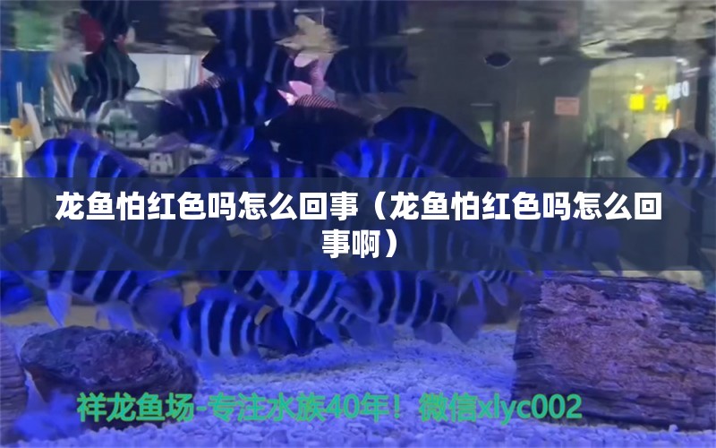 龍魚怕紅色嗎怎么回事（龍魚怕紅色嗎怎么回事?。? title=