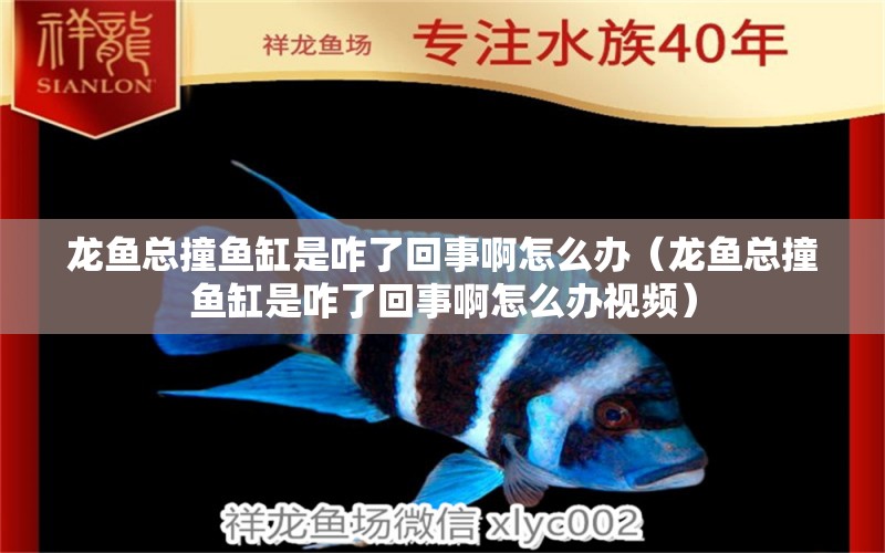 龍魚總撞魚缸是咋了回事啊怎么辦（龍魚總撞魚缸是咋了回事啊怎么辦視頻） 廣州龍魚批發(fā)市場