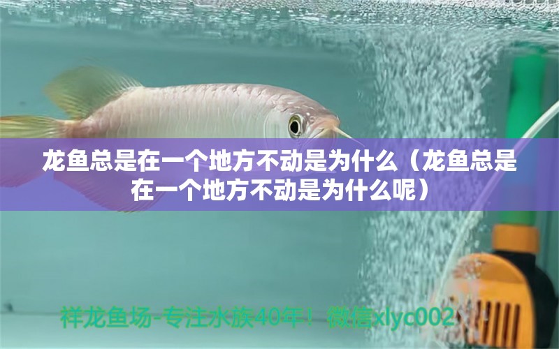 龍魚總是在一個(gè)地方不動(dòng)是為什么（龍魚總是在一個(gè)地方不動(dòng)是為什么呢）