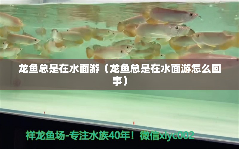 龍魚總是在水面游（龍魚總是在水面游怎么回事）