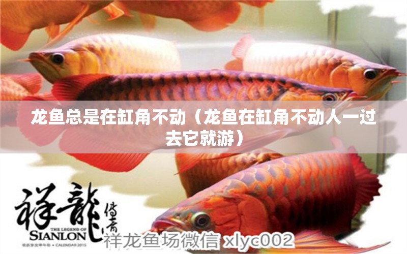 龍魚總是在缸角不動(dòng)（龍魚在缸角不動(dòng)人一過去它就游）