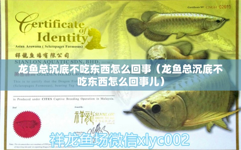 龍魚總沉底不吃東西怎么回事（龍魚總沉底不吃東西怎么回事兒） 過背金龍魚