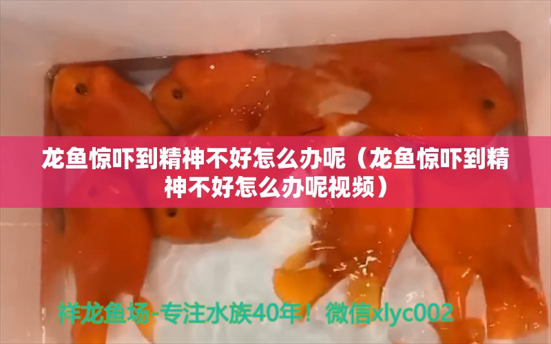 龍魚驚嚇到精神不好怎么辦呢（龍魚驚嚇到精神不好怎么辦呢視頻）