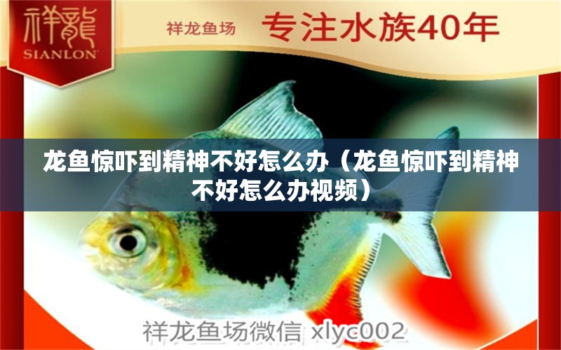 龍魚驚嚇到精神不好怎么辦（龍魚驚嚇到精神不好怎么辦視頻）