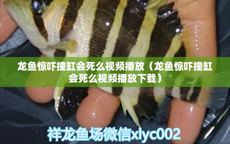 龍魚驚嚇撞缸會死么視頻播放（龍魚驚嚇撞缸會死么視頻播放下載）