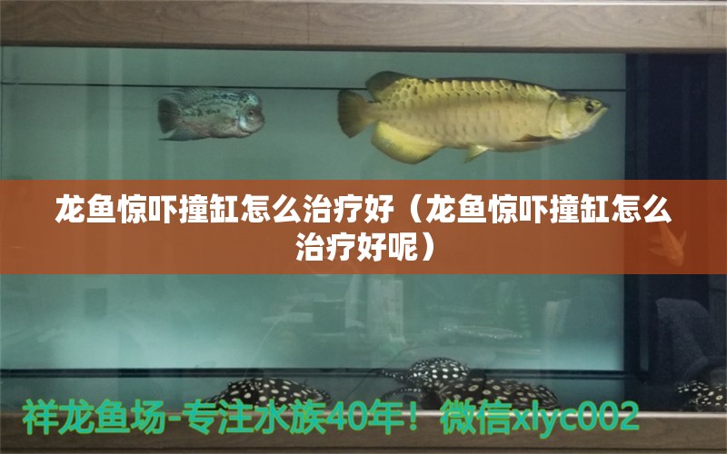 龍魚驚嚇撞缸怎么治療好（龍魚驚嚇撞缸怎么治療好呢）