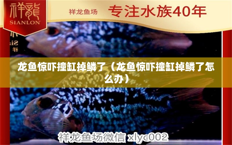 龍魚(yú)驚嚇撞缸掉鱗了（龍魚(yú)驚嚇撞缸掉鱗了怎么辦）