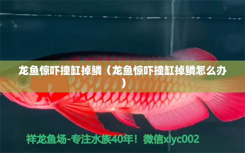 龍魚(yú)驚嚇撞缸掉鱗（龍魚(yú)驚嚇撞缸掉鱗怎么辦）