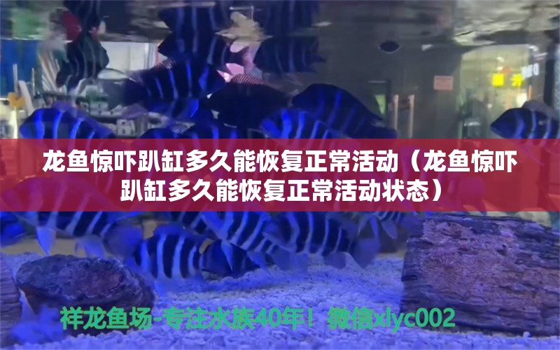 龍魚驚嚇趴缸多久能恢復(fù)正?；顒?dòng)（龍魚驚嚇趴缸多久能恢復(fù)正?；顒?dòng)狀態(tài)）