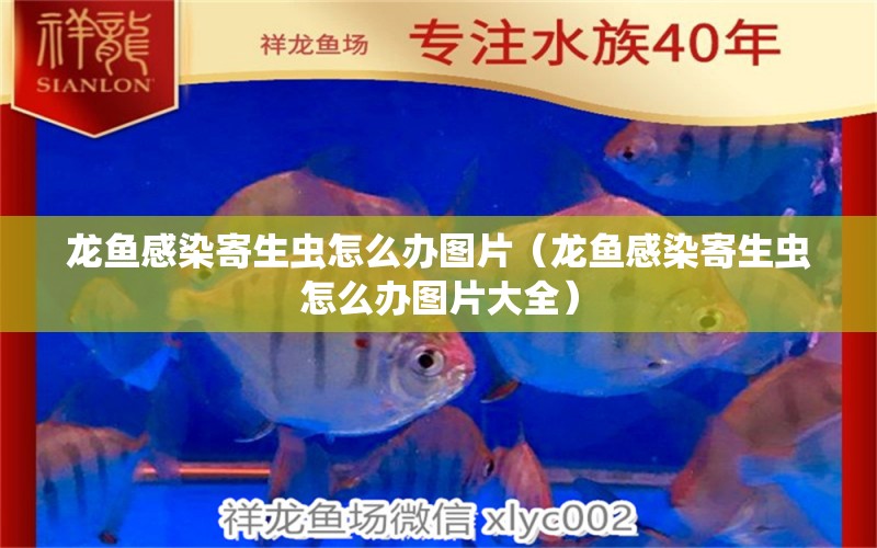 龍魚感染寄生蟲怎么辦圖片（龍魚感染寄生蟲怎么辦圖片大全）