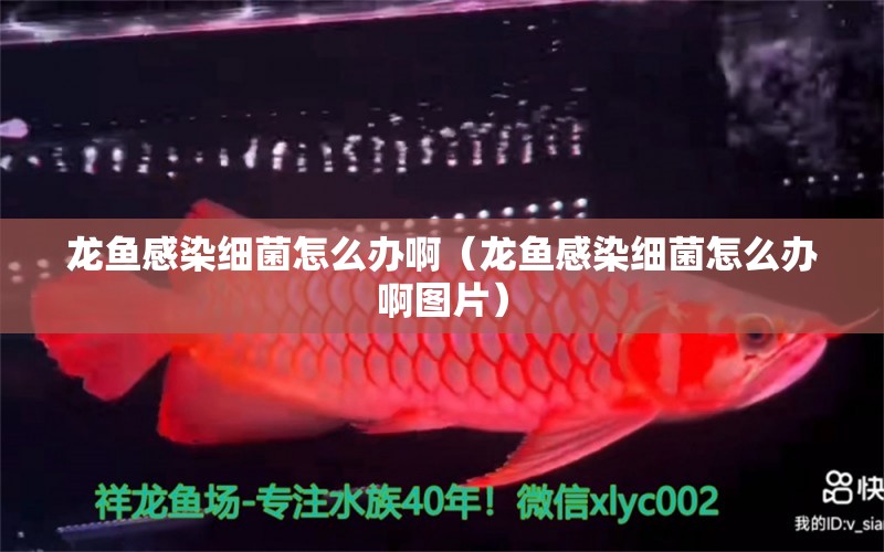 龍魚感染細(xì)菌怎么辦?。堲~感染細(xì)菌怎么辦啊圖片） 龍魚疾病與治療