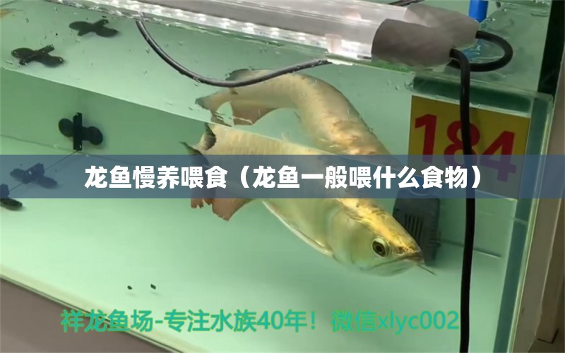 龍魚(yú)慢養(yǎng)喂食（龍魚(yú)一般喂什么食物） 廣州龍魚(yú)批發(fā)市場(chǎng)