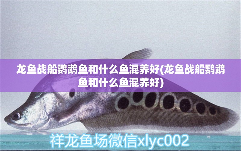 龍魚(yú)戰(zhàn)船鸚鵡魚(yú)和什么魚(yú)混養(yǎng)好(龍魚(yú)戰(zhàn)船鸚鵡魚(yú)和什么魚(yú)混養(yǎng)好) 鸚鵡魚(yú)