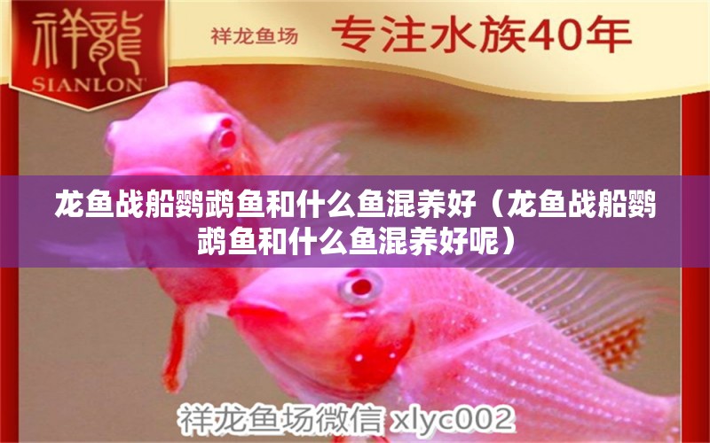 龍魚戰(zhàn)船鸚鵡魚和什么魚混養(yǎng)好（龍魚戰(zhàn)船鸚鵡魚和什么魚混養(yǎng)好呢） yee