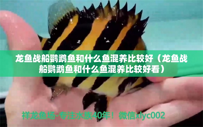 龍魚戰(zhàn)船鸚鵡魚和什么魚混養(yǎng)比較好（龍魚戰(zhàn)船鸚鵡魚和什么魚混養(yǎng)比較好看） 鸚鵡魚