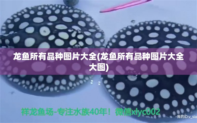 龍魚所有品種圖片大全(龍魚所有品種圖片大全大圖) 2024第28屆中國國際寵物水族展覽會CIPS（長城寵物展2024 CIPS） 第1張