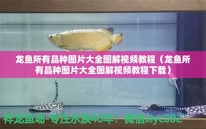 龍魚所有品種圖片大全圖解視頻教程（龍魚所有品種圖片大全圖解視頻教程下載）