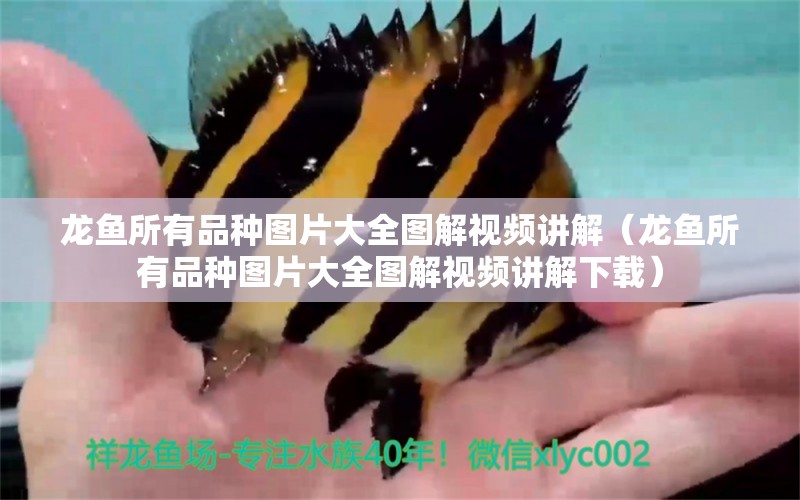 龍魚所有品種圖片大全圖解視頻講解（龍魚所有品種圖片大全圖解視頻講解下載）