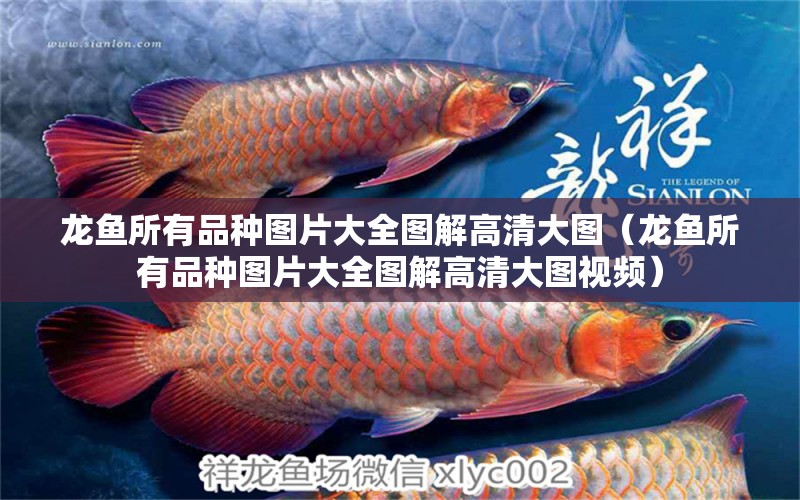 龍魚所有品種圖片大全圖解高清大圖（龍魚所有品種圖片大全圖解高清大圖視頻） 龍魚疾病與治療