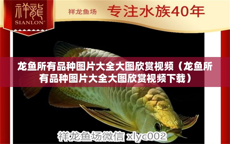 龍魚所有品種圖片大全大圖欣賞視頻（龍魚所有品種圖片大全大圖欣賞視頻下載）