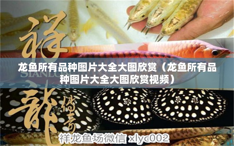 龍魚所有品種圖片大全大圖欣賞（龍魚所有品種圖片大全大圖欣賞視頻）