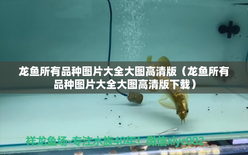 龍魚所有品種圖片大全大圖高清版（龍魚所有品種圖片大全大圖高清版下載）