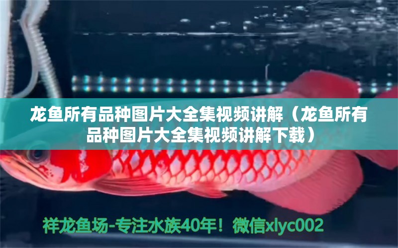 龍魚所有品種圖片大全集視頻講解（龍魚所有品種圖片大全集視頻講解下載）