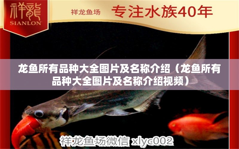 龍魚所有品種大全圖片及名稱介紹（龍魚所有品種大全圖片及名稱介紹視頻） 龍魚疾病與治療