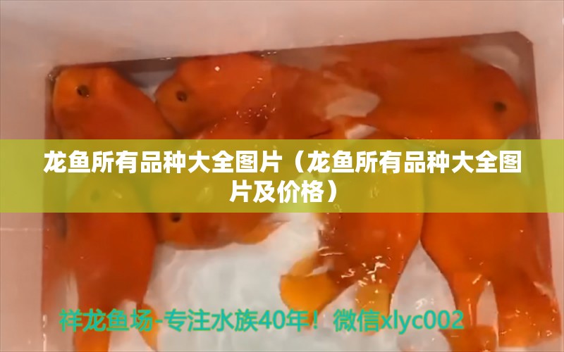 龍魚(yú)所有品種大全圖片（龍魚(yú)所有品種大全圖片及價(jià)格） 龍魚(yú)疾病與治療