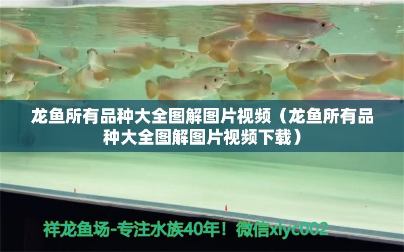 龍魚所有品種大全圖解圖片視頻（龍魚所有品種大全圖解圖片視頻下載）