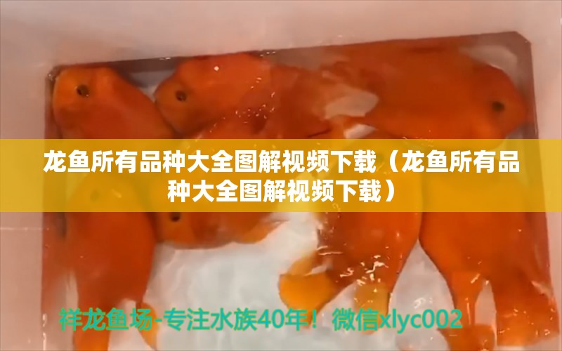 龍魚所有品種大全圖解視頻下載（龍魚所有品種大全圖解視頻下載）