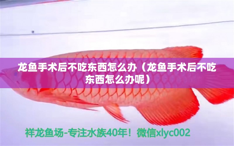 龍魚手術(shù)后不吃東西怎么辦（龍魚手術(shù)后不吃東西怎么辦呢）