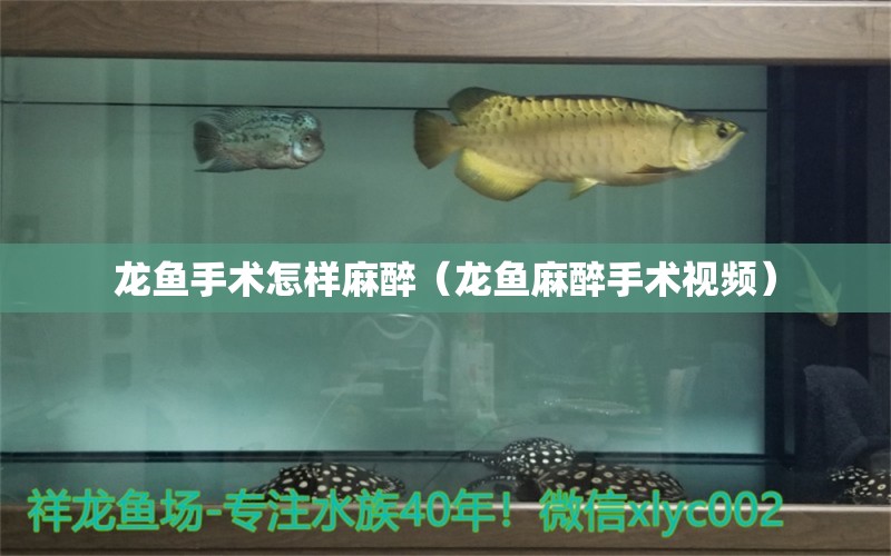 龍魚(yú)手術(shù)怎樣麻醉（龍魚(yú)麻醉手術(shù)視頻）