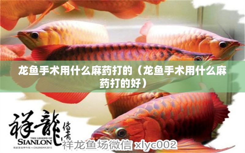 龍魚手術(shù)用什么麻藥打的（龍魚手術(shù)用什么麻藥打的好）