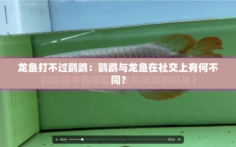 龍魚打不過鸚鵡：鸚鵡與龍魚在社交上有何不同？ 水族問答 第1張