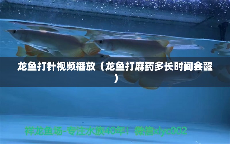 龍魚打針視頻播放（龍魚打麻藥多長(zhǎng)時(shí)間會(huì)醒）