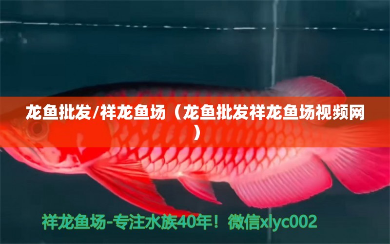 龍魚批發(fā)/祥龍魚場（龍魚批發(fā)祥龍魚場視頻網(wǎng)）