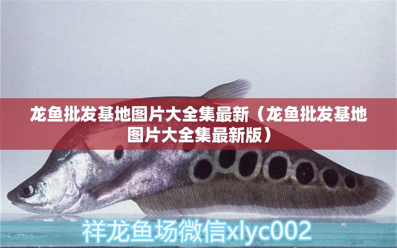 龍魚批發(fā)基地圖片大全集最新（龍魚批發(fā)基地圖片大全集最新版） 龍魚批發(fā)