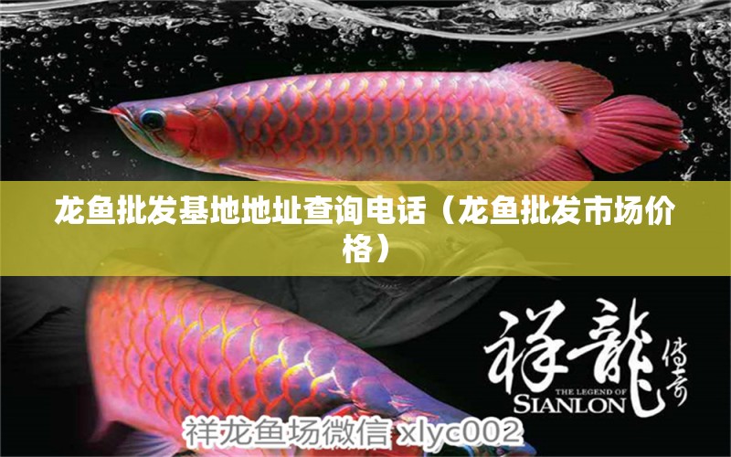 龍魚批發(fā)基地地址查詢電話（龍魚批發(fā)市場價格）