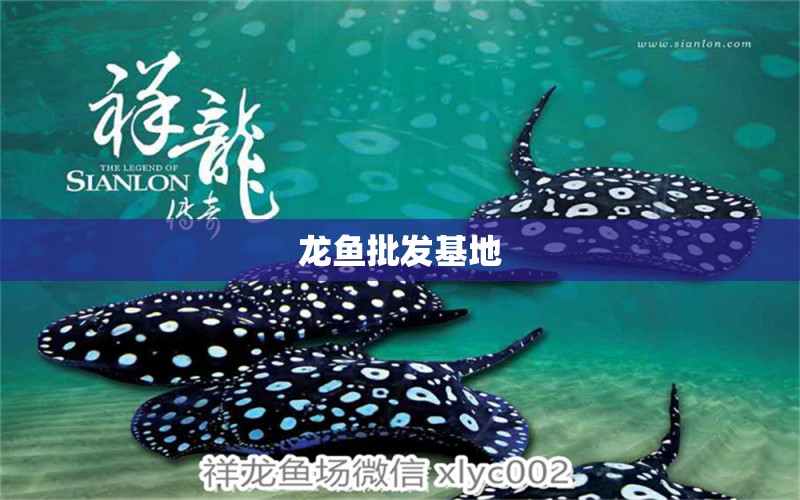 龍魚批發(fā)基地