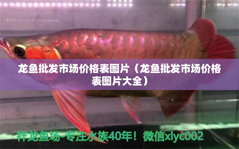 龍魚(yú)批發(fā)市場(chǎng)價(jià)格表圖片（龍魚(yú)批發(fā)市場(chǎng)價(jià)格表圖片大全） 龍魚(yú)批發(fā)