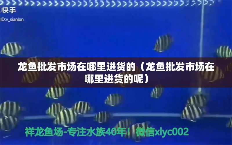 龍魚批發(fā)市場在哪里進(jìn)貨的（龍魚批發(fā)市場在哪里進(jìn)貨的呢） 龍魚批發(fā)