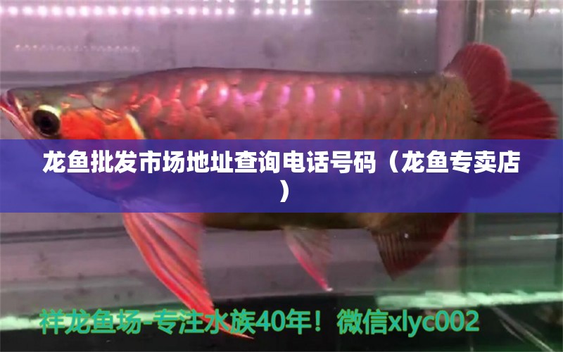 龍魚批發(fā)市場地址查詢電話號碼（龍魚專賣店） 蘇虎